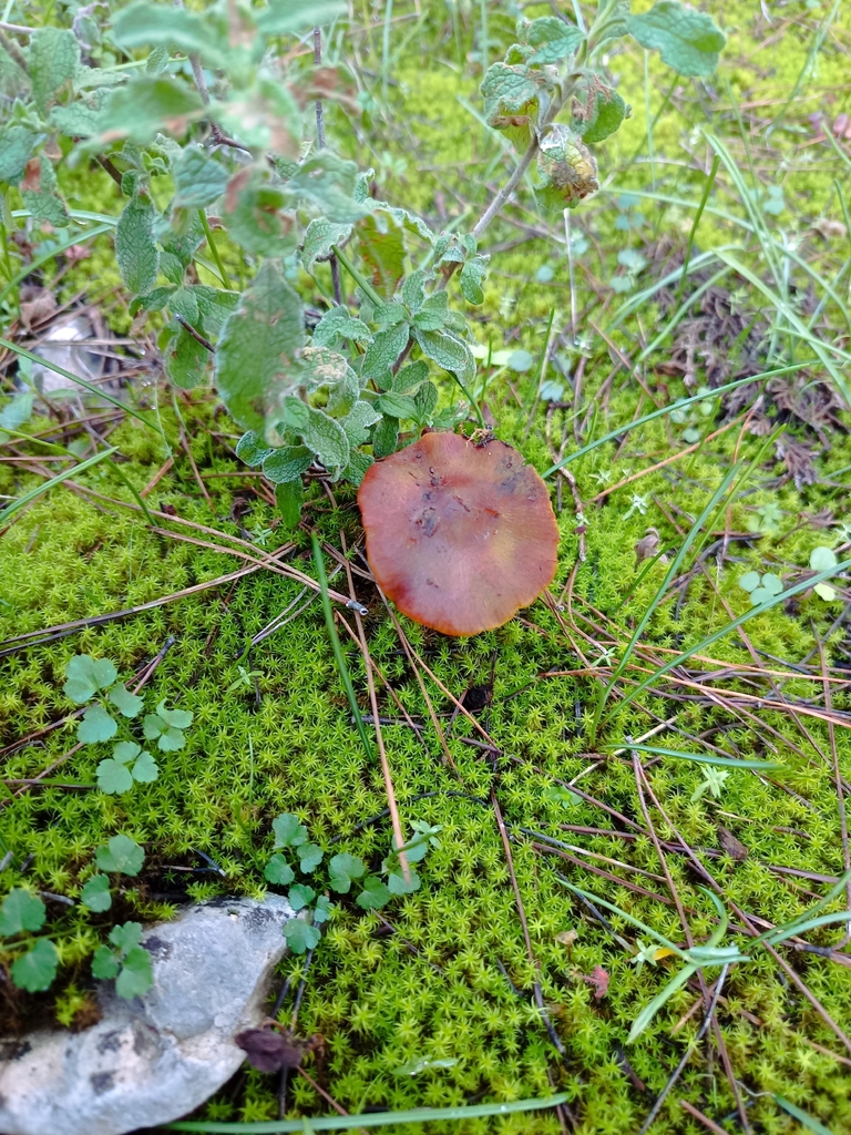 Hygrocybe conica · December 2025 · photo: © geoexplorers (iNaturalist, cc-by-nc)