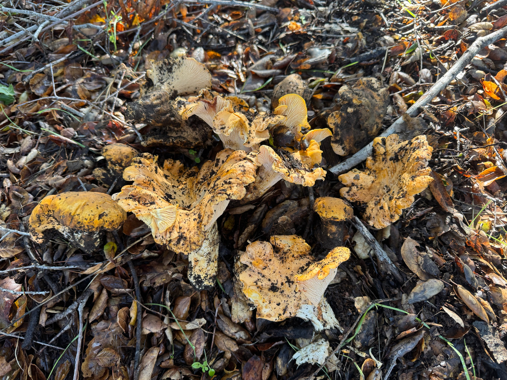 Cantharellus californicus · December 2025 · photo: © travis566 (iNaturalist, cc-by)