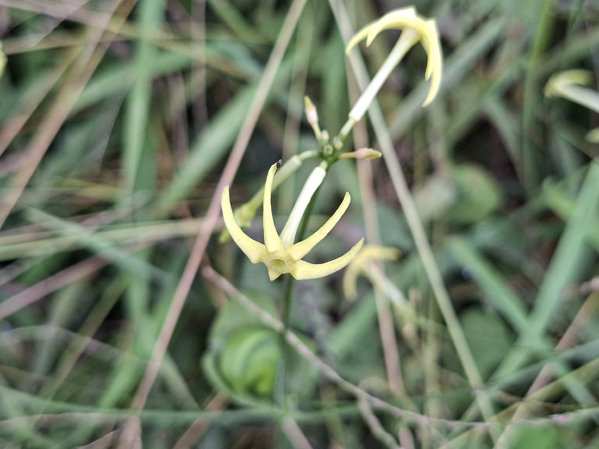 Cyclanthera carthagenensis