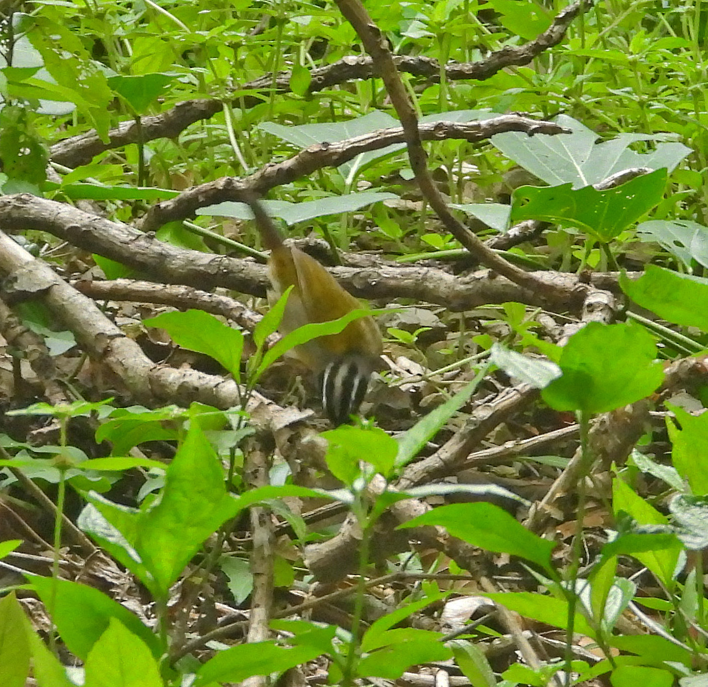 Pectoral Sparrow (Arremon taciturnus), photo 5