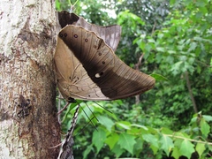 Archaeoprepona meander