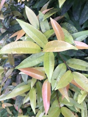 Syzygium myrtifolium