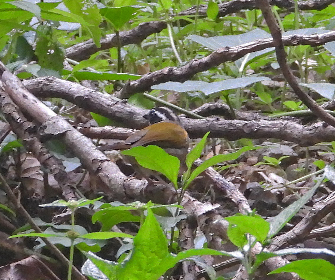 Pectoral Sparrow (Arremon taciturnus), photo 6