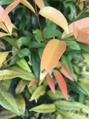 Syzygium myrtifolium