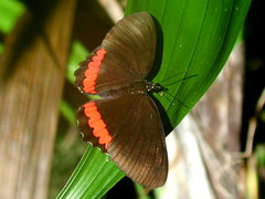 Biblis