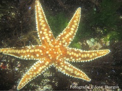 Meyenaster gelatinosus