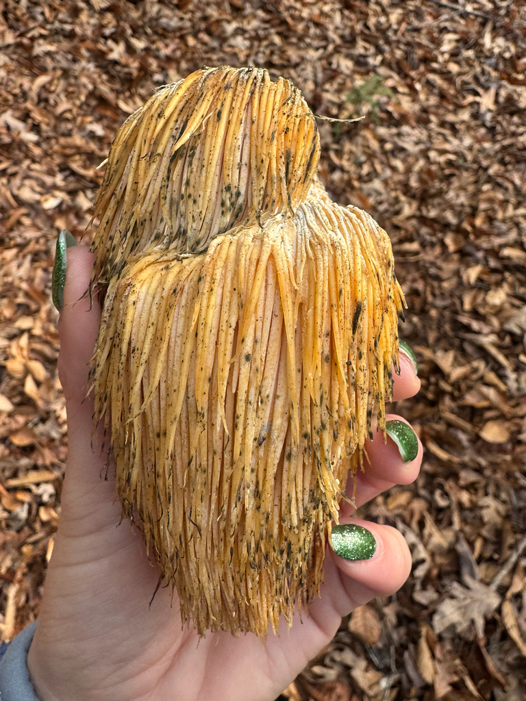 Hericium erinaceus · December 2025 · photo: © shelbylynsanders (iNaturalist, cc-by)