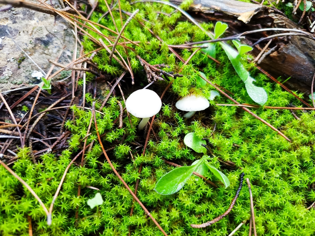 Cuphophyllus virgineus · December 2025 · photo: © geoexplorers (iNaturalist, cc-by-nc)
