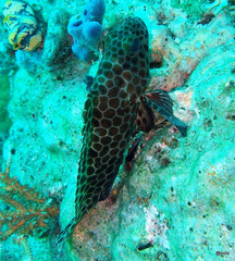 Epinephelus quoyanus