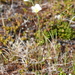 Papaver variegatum - Photo (c) Игорь Поспелов, some rights reserved (CC BY-NC), uploaded by Игорь Поспелов
