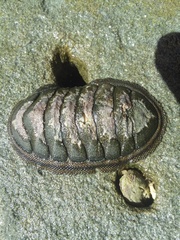 Chiton