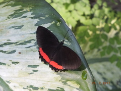 Biblis