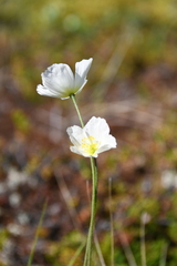 Papaver variegatum