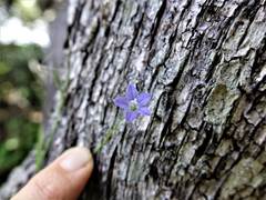 Wahlenbergia violacea