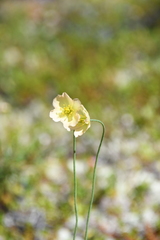 Papaver variegatum
