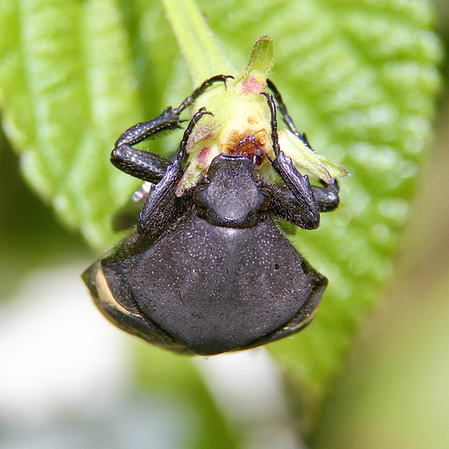 Gymnetis merops photo 4