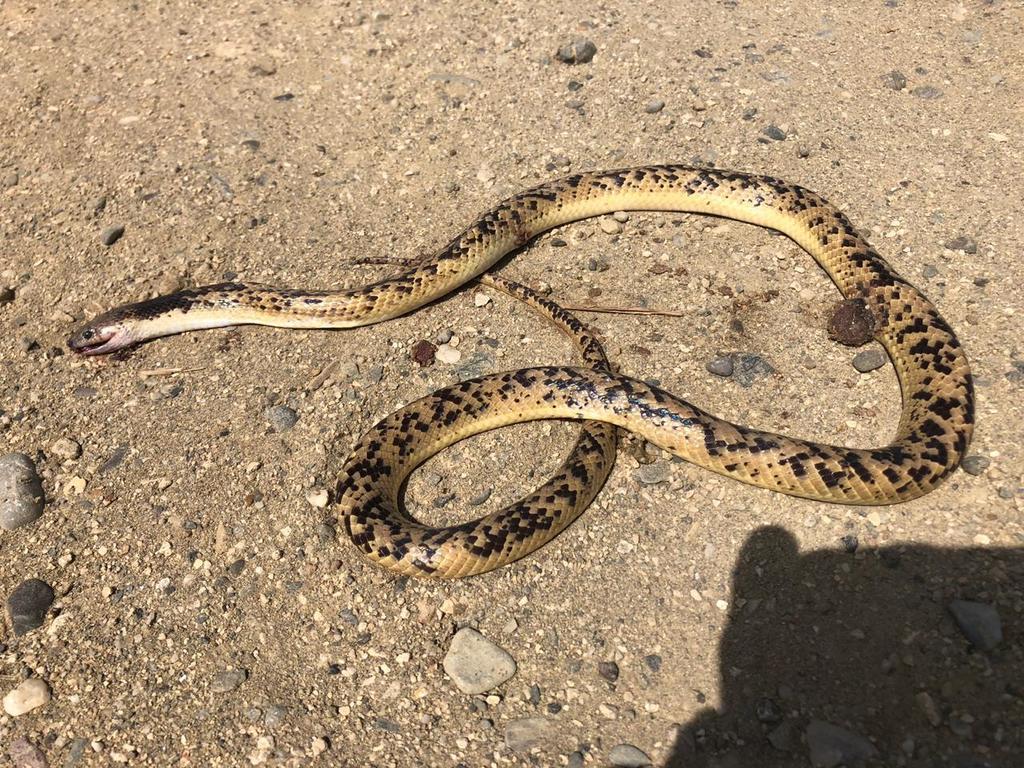 Fitzinger's False Coral Snake