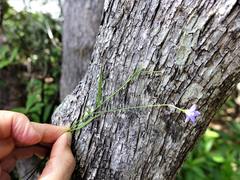 Wahlenbergia violacea