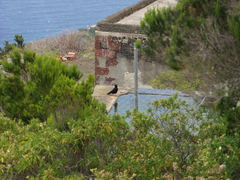 Pyrrhocorax pyrrhocorax barbarus