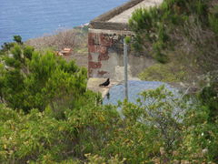 Pyrrhocorax pyrrhocorax barbarus