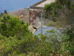 Pyrrhocorax pyrrhocorax barbarus