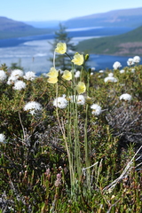 Papaver variegatum
