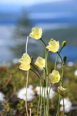 Papaver variegatum