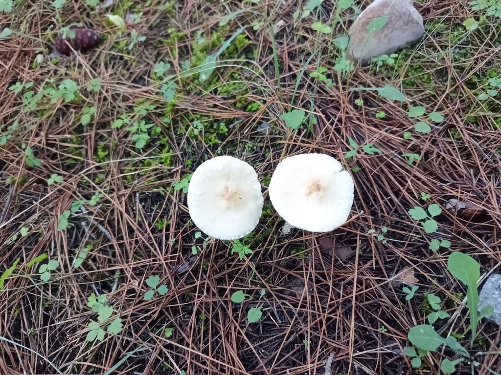 Lepiota erminea · December 2025 · photo: © geoexplorers (iNaturalist, cc-by-nc)