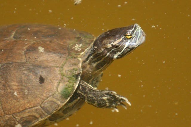 Hispaniolan Slider