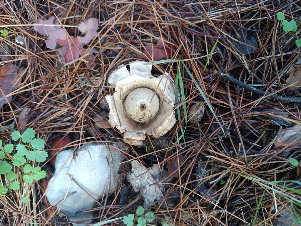 Geastrum michelianum · December 2025 · photo: © geoexplorers (iNaturalist, cc-by-nc)