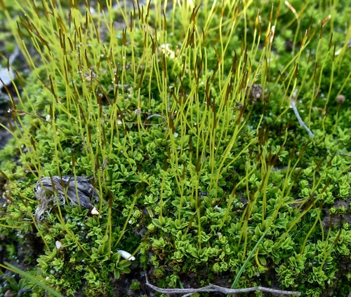 Tortula brevipes