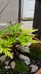 Viola chaerophylloides