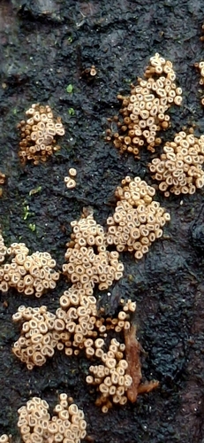Merismodes anomala observed 2025-12-27