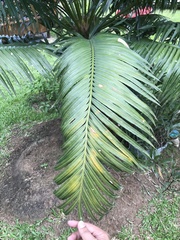 Cycas circinalis