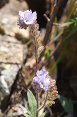 Phacelia breweri