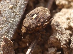 Ethelcus denticulatus