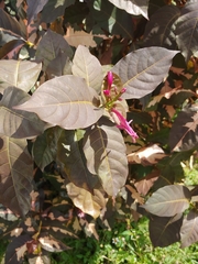 Graptophyllum pictum