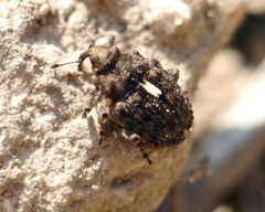 Ethelcus denticulatus