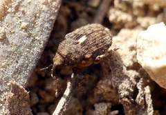 Ethelcus denticulatus