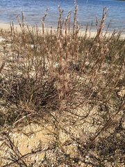 Schizachyrium maritimum