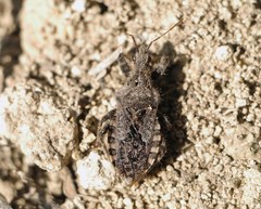 Coranus