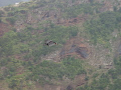 Pyrrhocorax pyrrhocorax barbarus