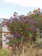 Limonium arboreum