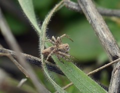 Oxyopes heterophthalmus
