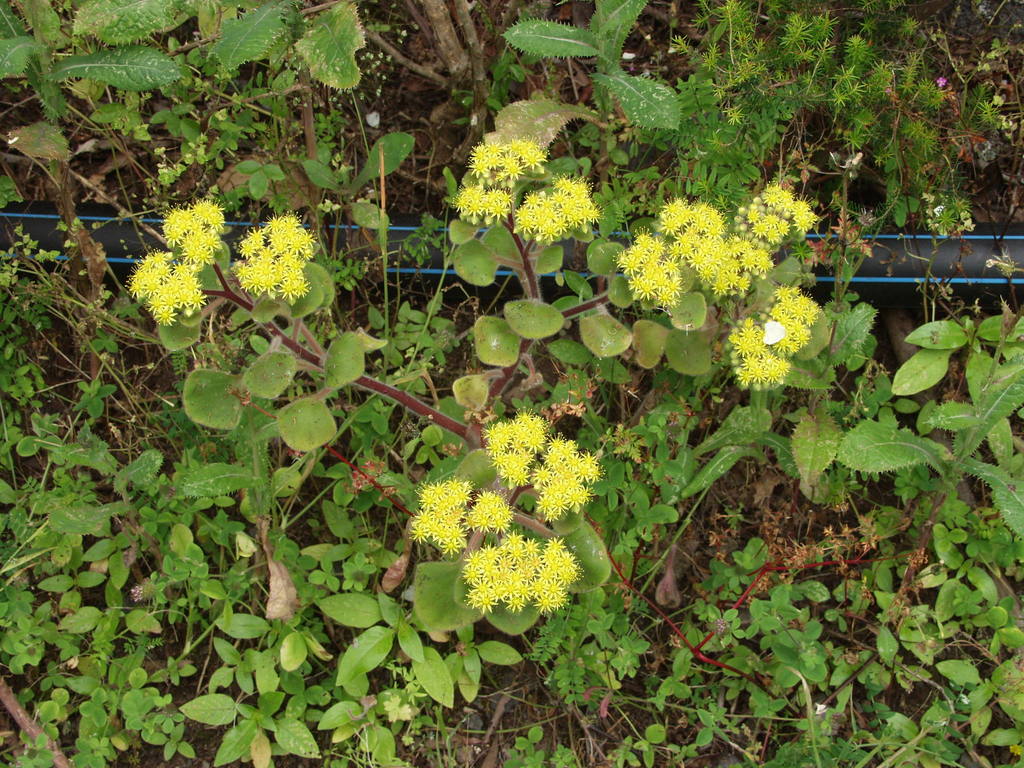 Sedum rosulare (Haw.) Kuntze