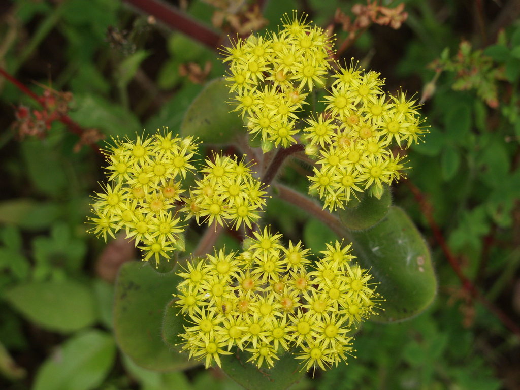 Sedum rosulare (Haw.) Kuntze 3