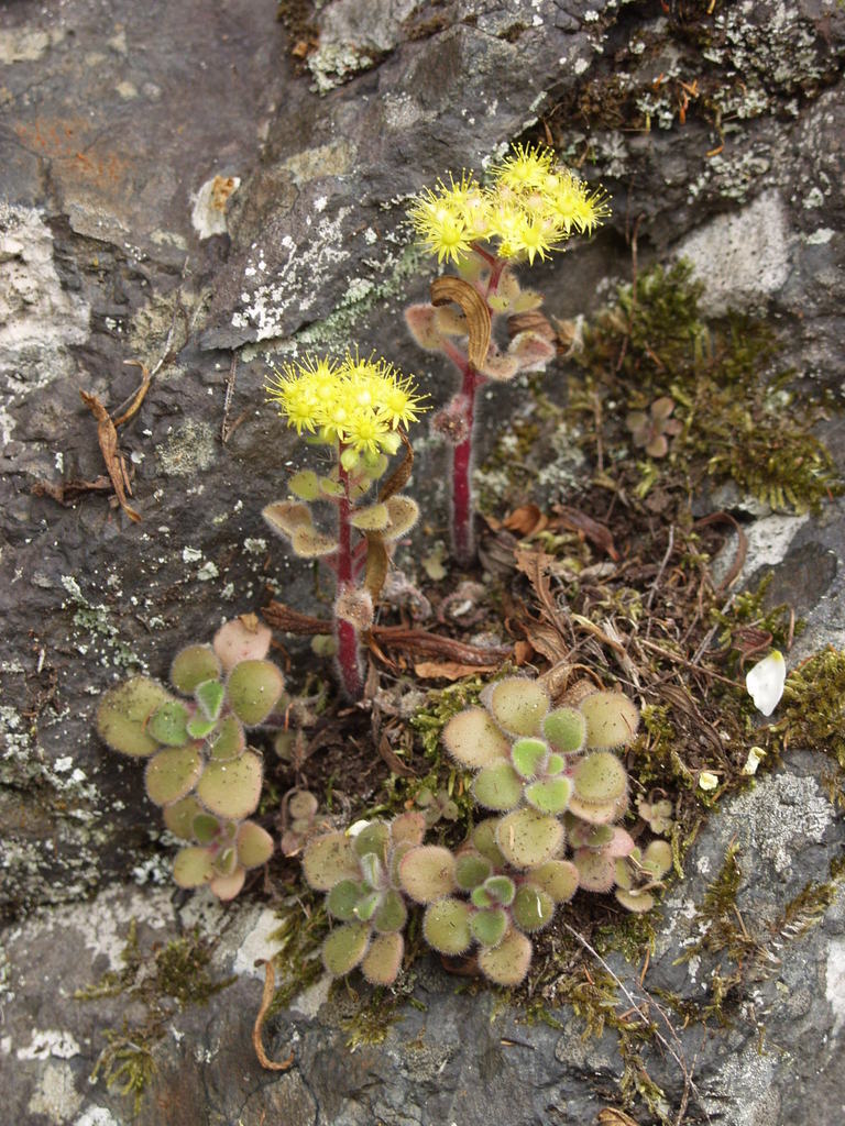Sedum rosulare (Haw.) Kuntze 2
