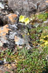 Papaver variegatum