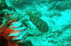 Epinephelus quoyanus