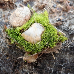 Pleuridium subulatum